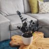 Calathea Rufibarba - 图片 2